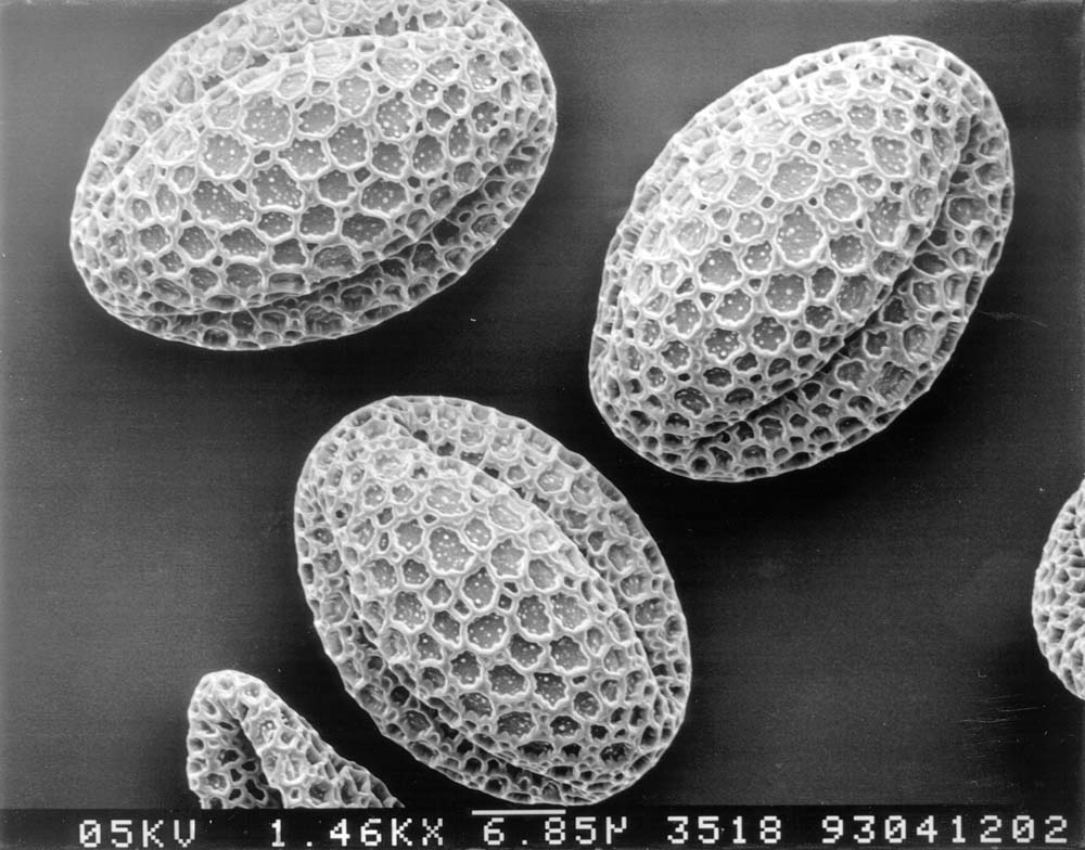 �������� �׹������� �ܴ��ϰ� ���̴� �ɰ����Դϴ�